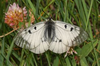 Dumanl Apollo (Parnassius mnemosyne)