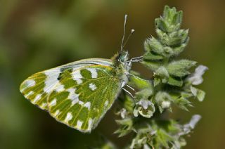 Yeni Beneklimelek (Pontia edusa)