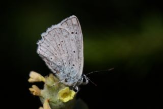 okgzl Dafnis (Polyommatus daphnis)