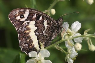 Kara Murat (Brintesia  circe)