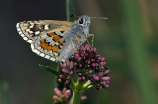 Sar Bandl Zpzp (Pyrgus sidae)