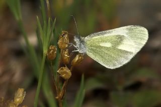 Doulu Narin Orman Beyaz (Leptidea duponcheli)