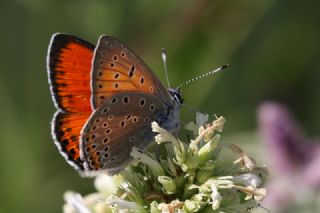 Ate Bakr Gzeli (Lycaena candens)