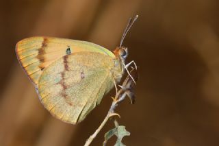 Mezopotamya Kolotisi (Colotis fausta)