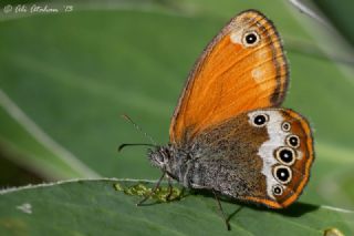 Funda Zpzp Perisi (Coenonympha arcania)