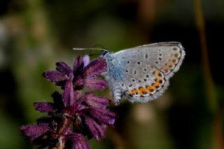 das Mavisi, Esmergz (Plebejus idas)