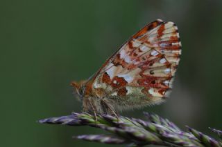 Balkan Meneke Kelebei (Boloria graeca)