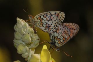 ift Noktal Brentis (Brenthis hecate)