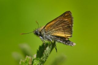 Sar Antenli Zpzp (Thymelicus sylvestris)