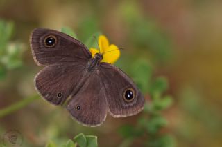 Karagz (Ypthima asterope)