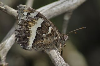 Kara Murat (Brintesia  circe)