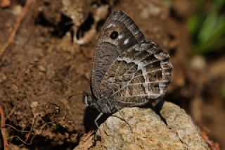 Beyaz Damarl Pirireis (Satyrus amasinus)