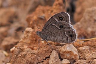 Beyaz Bandl Karamelek (Hipparchia parisatis)