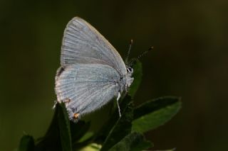 Mavi Sevbeni (Satyrium armenum)