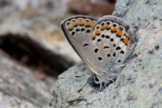 Doulu Esmergz (Plebejus carmon)