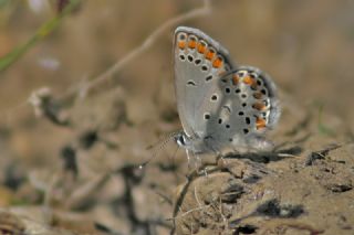 Doulu Esmergz (Plebejus carmon)