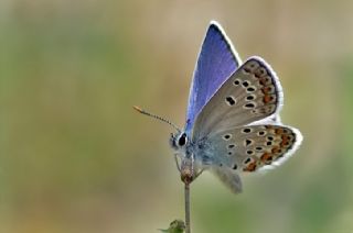 Anadolu Esmergz (Plebejus modicus)