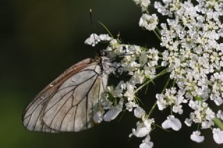 Al Beyaz (Aporia crataegi)