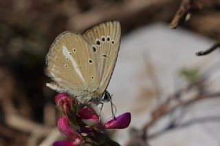 ? Agro Tr (Tanmsz) (Agrodiaetus sp.)