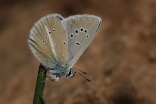 okgzl Damon Mavisi (Polyommatus damon)