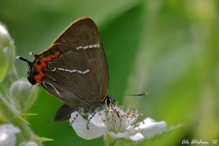 Karaaa Sevbenisi (Satyrium w-album)