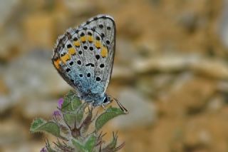 Bavius Mavisi (Pseudophilotes bavius)