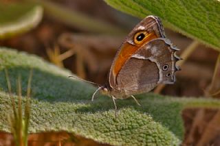 Ar Esmerperisi (Hyponephele wagneri)