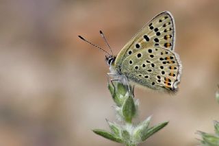 sli Bakr Gzeli (Lycaena tityrus)