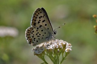 sli Bakr Gzeli (Lycaena tityrus)