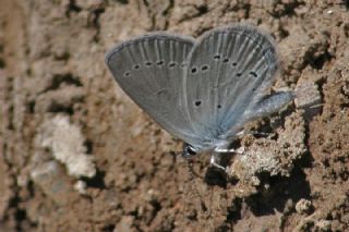 Minik Kupid (Cupido minimus)