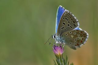 okgzl Gk Mavisi (Polyommatus bellargus)