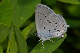 Fransz Everesi (Cupido alcetas)