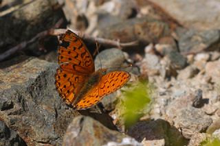 Niyobe (Fabriciana niobe)