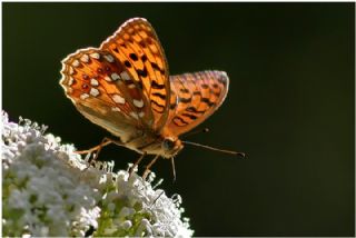 Byk nci (Fabriciana adippe)