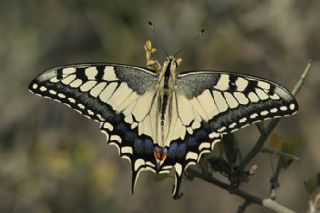 Krlangkuyruk (Papilio machaon)