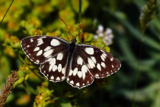 Orman Melikesi (Melanargia galathea)