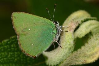 Zmrt (Callophrys rubi)