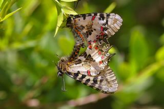 Orman Fistosu (Allancastria  cerisyi)