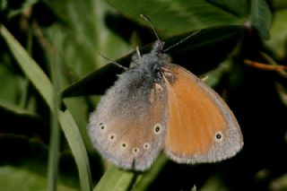 Kafkasya Zpzp Perisi (Coenonympha symphita)