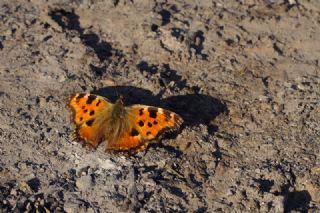 Karaaa Nimfalisi (Inachis polychloros)