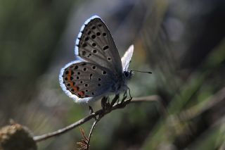 Himalaya Mavisi (Pseudophilotes vicrama)