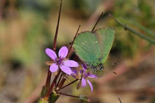 Zmrt (Callophrys rubi)