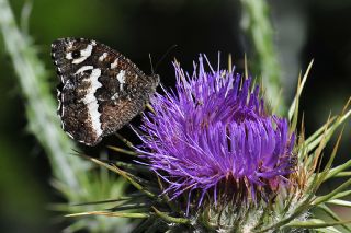 Kara Murat (Brintesia  circe)