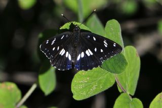 Akdeniz Hanmeli Kelebei (Limenitis reducta)