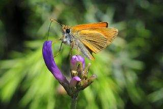 Sar Antenli Zpzp (Thymelicus sylvestris)