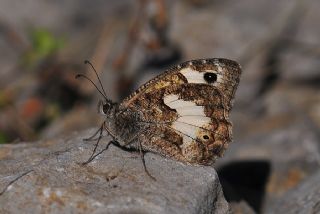 Anadolu Yalanccads (Pseudochazara anthelea)