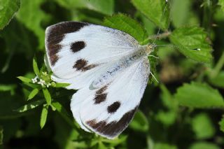 Byk Beyazmelek  (Pieris brassicae)