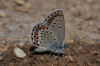 Anadolu Esmergz (Plebejus modicus)