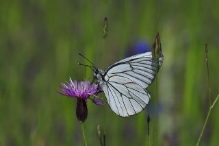 Al Beyaz (Aporia crataegi)