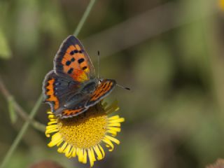 Benekli Bakr Gzeli (Lycaena phlaeas)